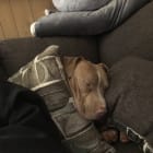Kobe