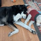 Max and Alfie