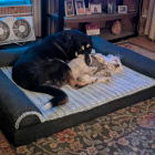 Max and Alfie