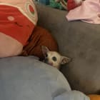 Tiny