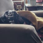 Maggie Mae nicknamed Bug- Lucky and Moses