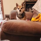 Maggie Mae nicknamed Bug- Lucky and Moses