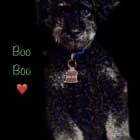 BOO BOO