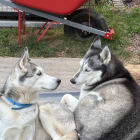 Sapphire Athena Dante Gus
