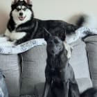 Sapphire Athena Dante Gus