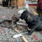 Max and Alfie
