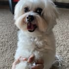 Milli
