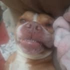 TubbyBear