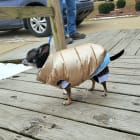 Little Monster