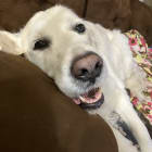 Tucker