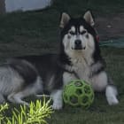 Bailey