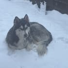 Bailey