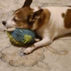 Zeppelin