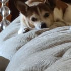 Zeppelin