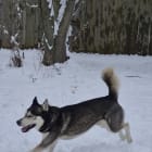 Koda
