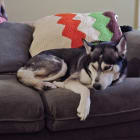 Koda