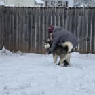 Koda