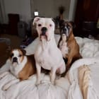 Otis