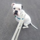 Otis