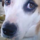 Annie