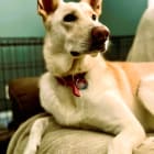 Meisha