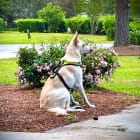 Meisha