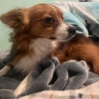 Louie