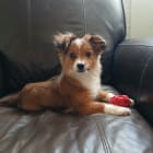 Louie