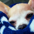 Roxie