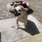 Roxie