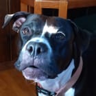 Stella