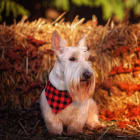 Finnie RBB 1-29-2026