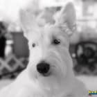 Finnie RBB 1-29-2026