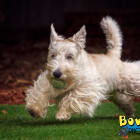 Finnie RBB 1-29-2026
