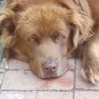 Theodore