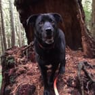 Buddy