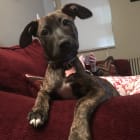 Mocha