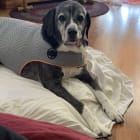 Maggie