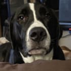 Vella
