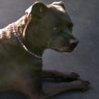 Fiona
