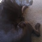 Fiona