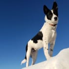 Cowboy