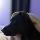 Raven and Pepper
