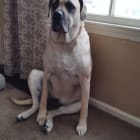 Molly