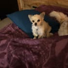 Sammy
