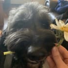 Yogi