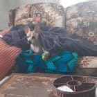 Tig