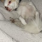 Peanut