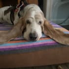 Humphrey