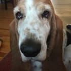 Humphrey